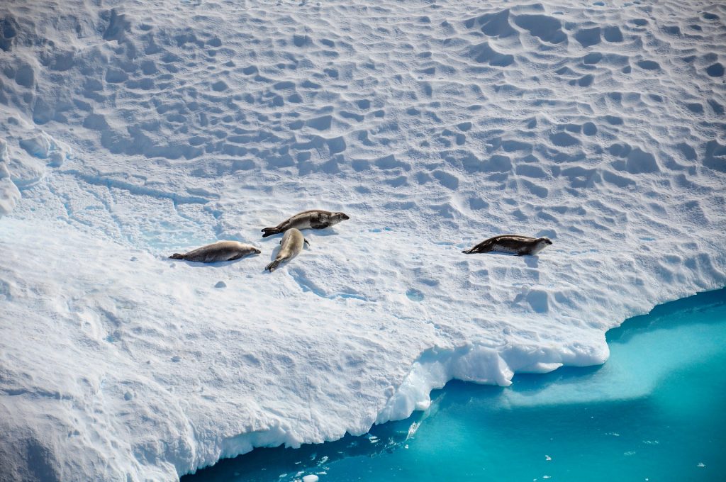 Seals laying out on an Iceberg in Antarctica