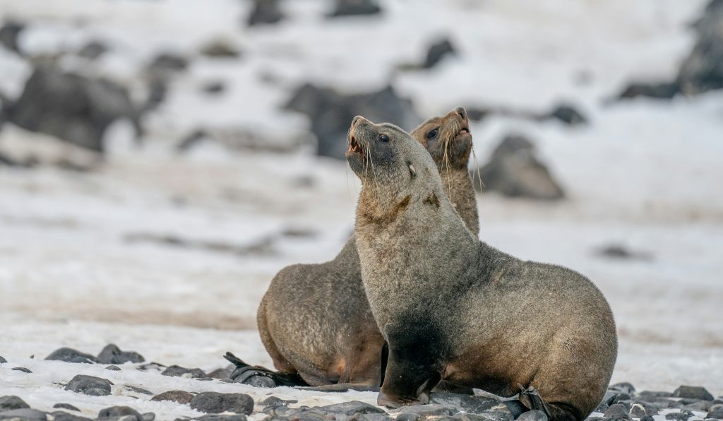 Couple of fur seals in Antarctica