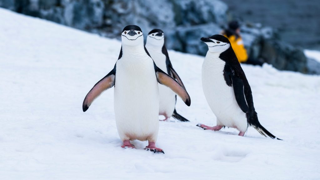 jenny zhang tB5utqxX0FA unsplash Chinstrap penguins on Two Hummock Island off the Antarctic Peninsula