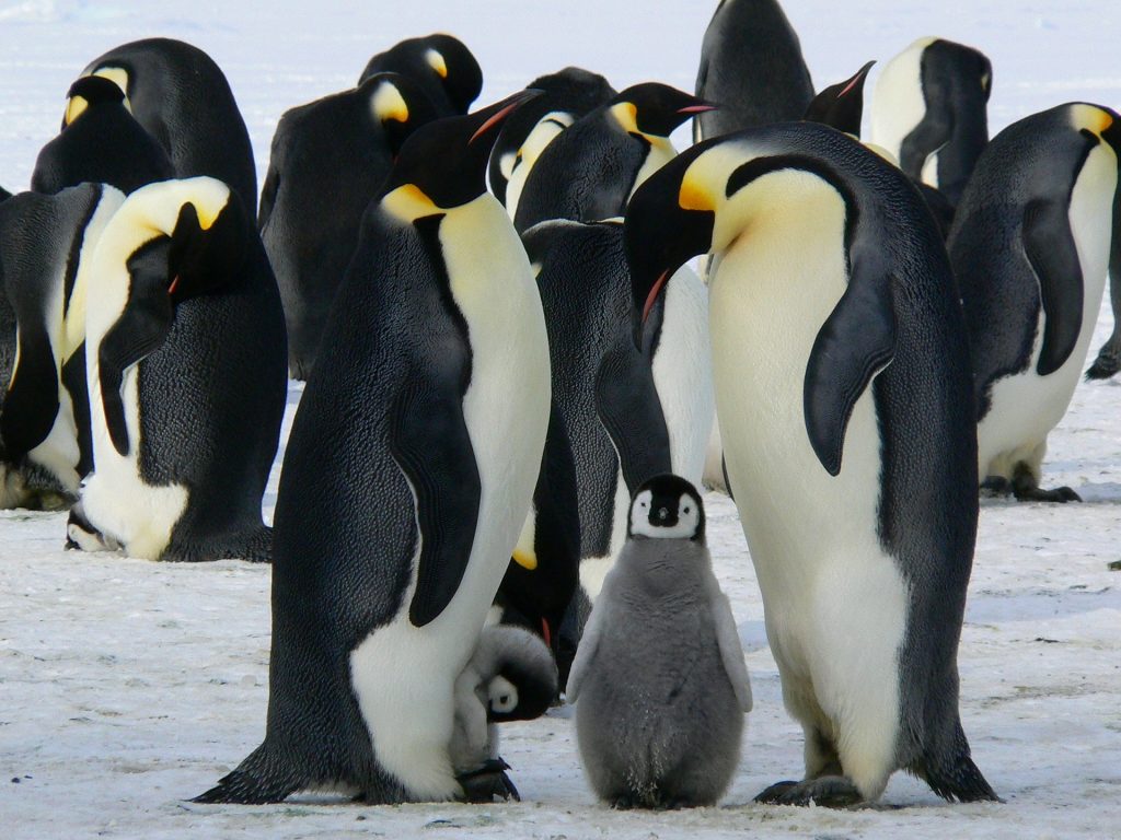 emperor penguins with baby penguin