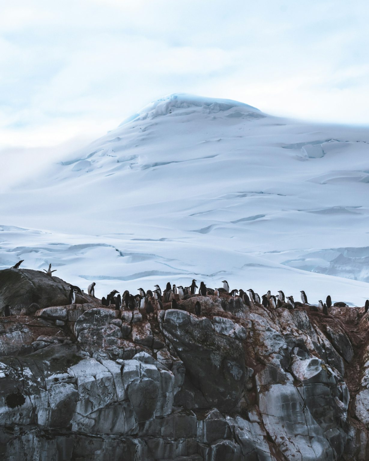 Penguins lined up on a cliff in Antarctica