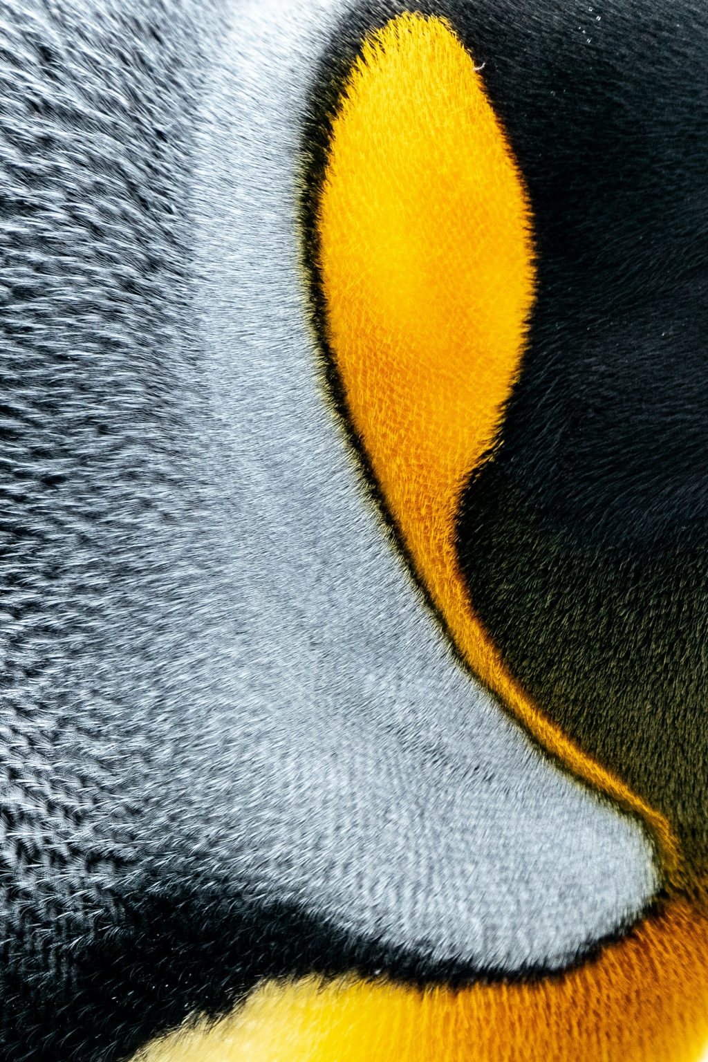 King Penguin close up of feathers, Antarctica