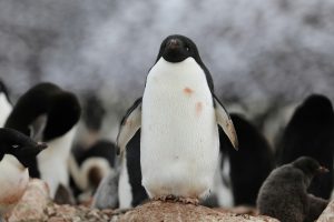 An Adelie penguin stands on a rocky surface with other penguins in the background. Its white belly is stained with orange patches. The scene is set against a snowy backdrop.