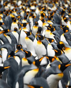 A large, dense group of king penguins with black, white, and orange markings stands closely together, facing various directions in the epic Antarctica landscape.