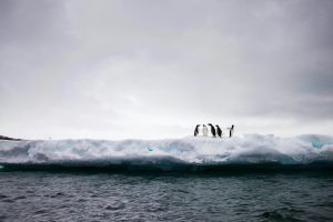 A group of penguins stands on a large iceberg floating in the ocean under a cloudy sky, offering a glimpse of the wildlife treasures showcased on the best Antarctica cruises.