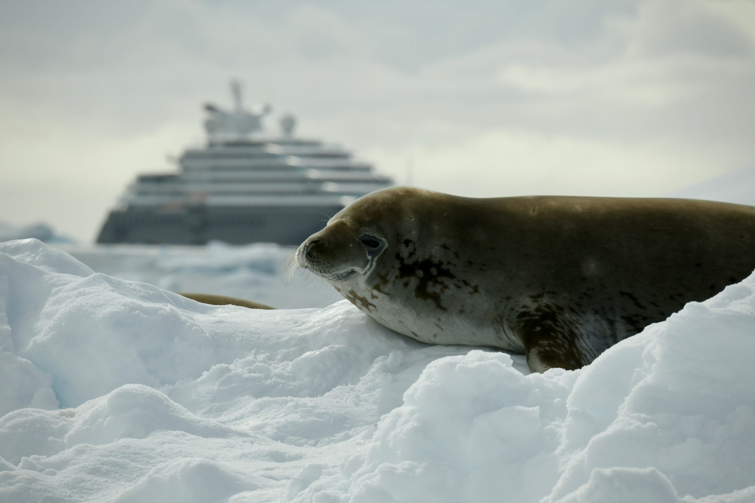 Seal in focus with out of focus cruise ship in back. Located in Antarctica.