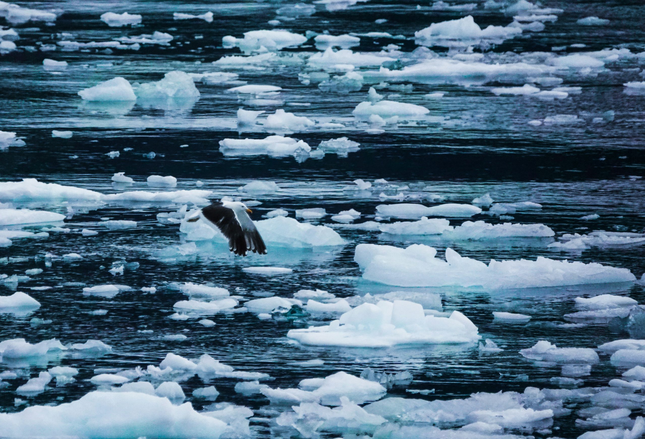 A bird flies over a partially frozen body of water, surrounded by scattered ice chunks. The scene is cold and serene, with the icy patches floating on the dark, reflective water.