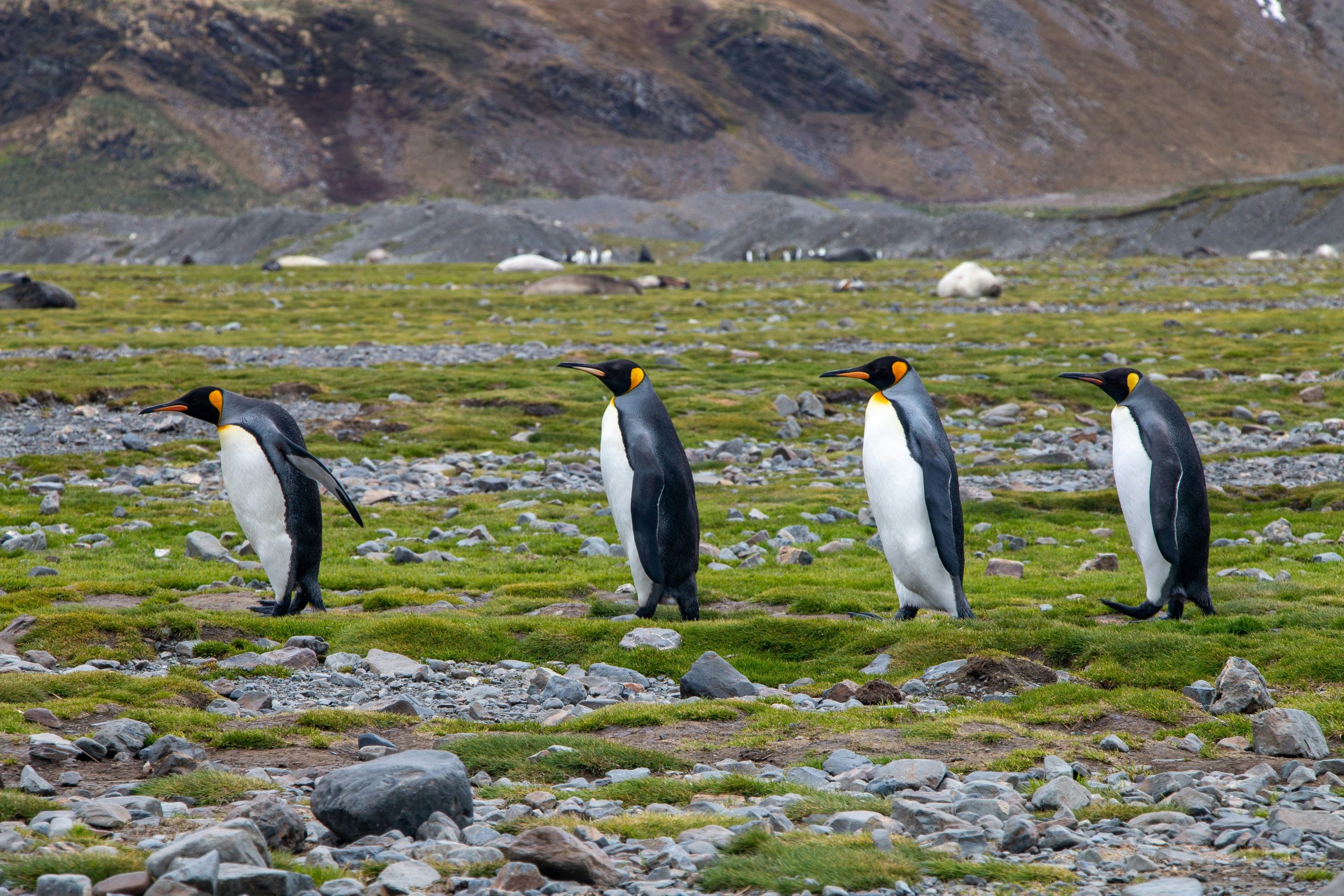 Four penguins waddle in a line across a rocky, grassy field with a breathtaking mountainous backdrop, reminiscent of scenes you might witness on the best Antarctica cruises for 2025.