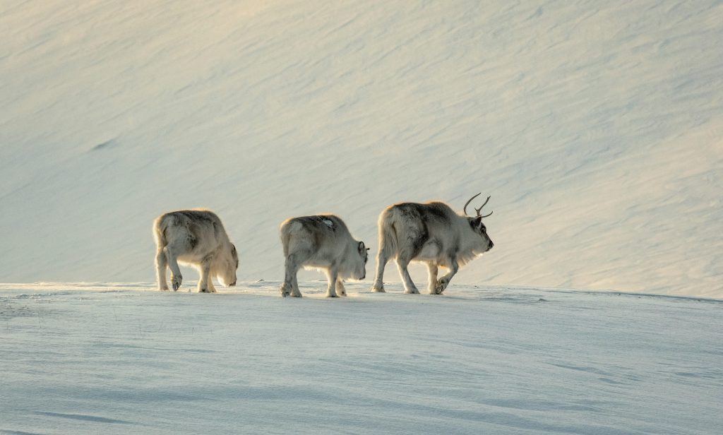 Three reindeer walking on a snowy landscape in Svalbard, with soft sunlight illuminating the scene. The snow-covered ground stretches into the background, creating a tranquil, wintry atmosphere ideal for those in search of iconic Arctic wildlife.