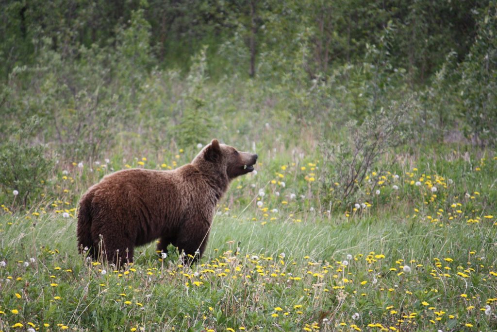 grizzly bear in Alaska