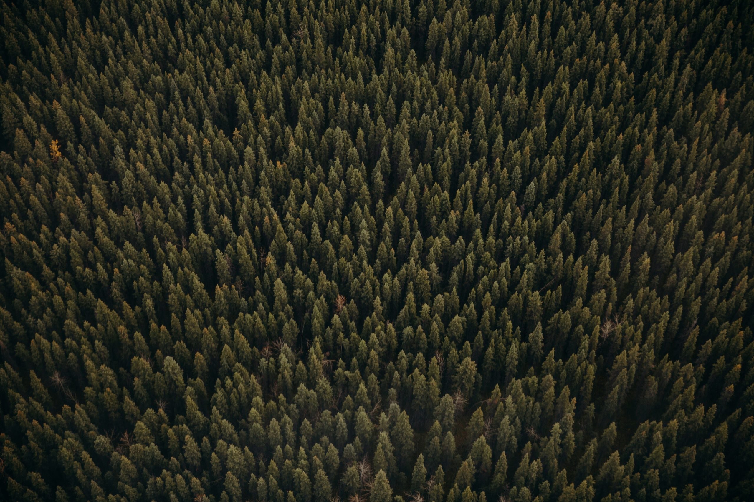 Aerial view of a dense forest with countless tall evergreen trees tightly packed together, creating a rich, green textured pattern across the landscape. This untouched wilderness might leave you wondering.