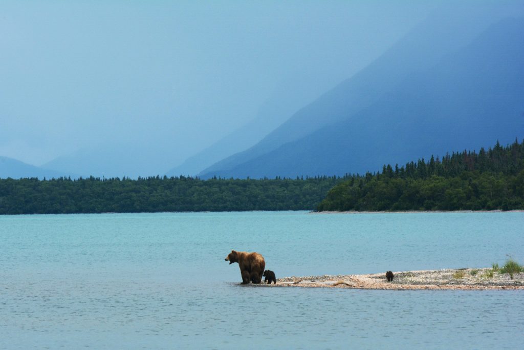 A bear and a cub stand by the edge of a tranquil lake, surrounded by lush greenery and distant mountains under a blue sky.
