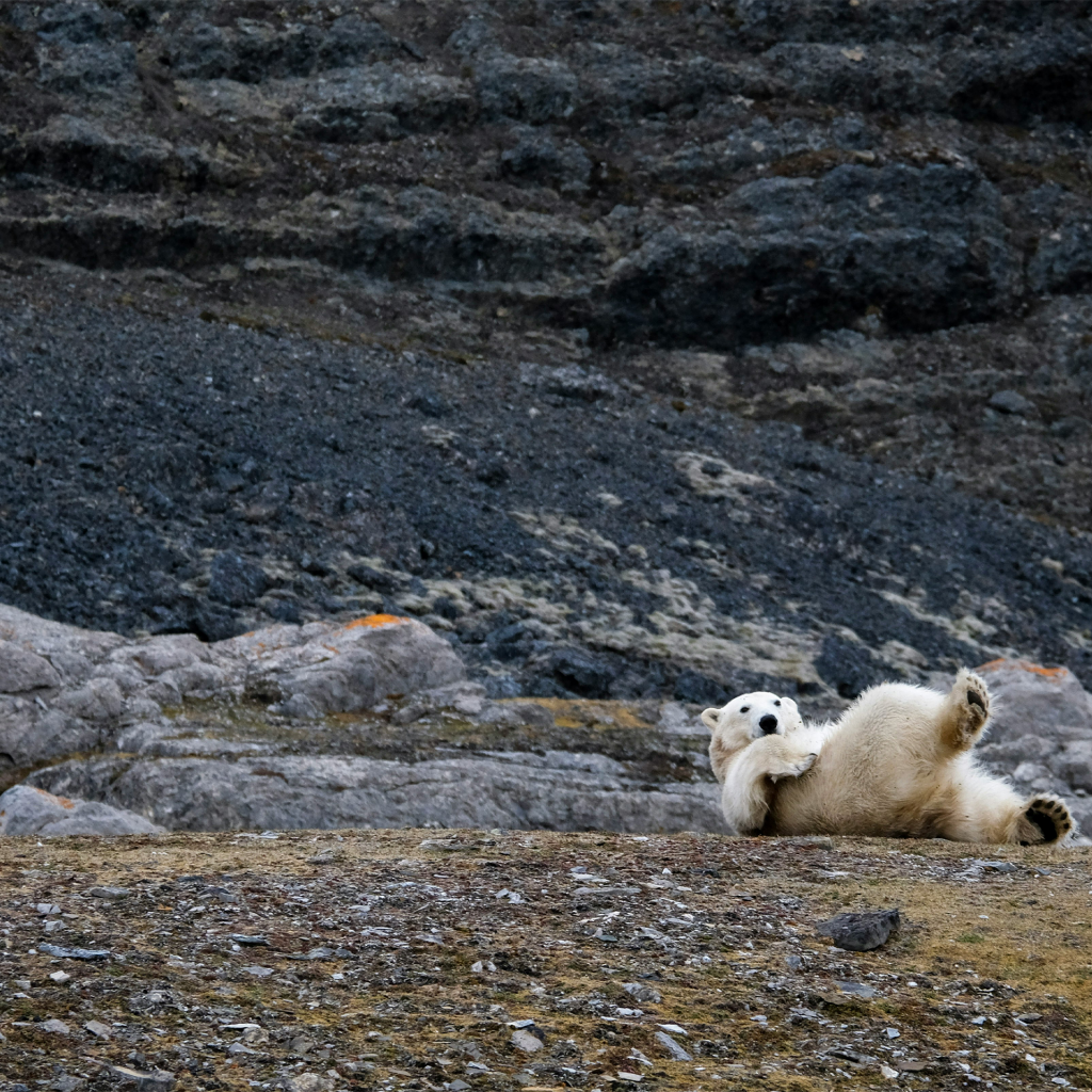 Svalbard: In Search of Iconic Arctic Wildlife