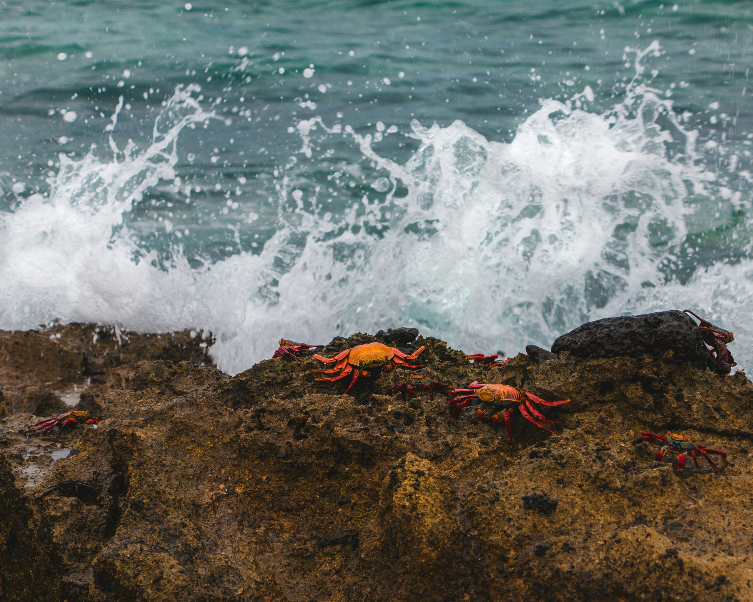 brown and black rock formation on sea during daytime. Zayapas from the Galapagos Islands, Ecuador (Sally Lightfoot crabs)