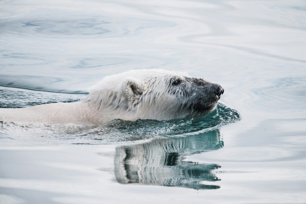 Close up Polar bear swimming in Arctic waters