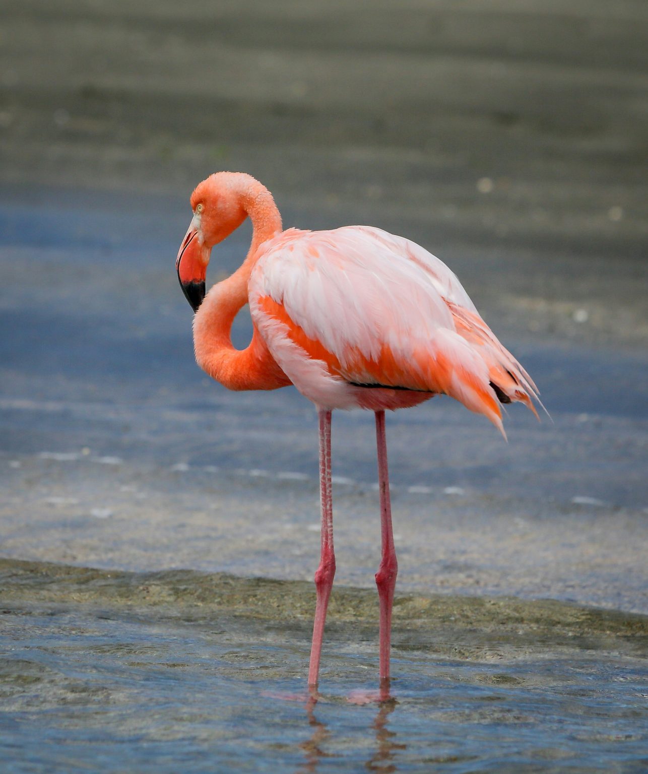 A lone pink flamingo stands in shallow water, its neck gracefully curved. The scene paints a Galápagos Escape with the bird's long legs and vibrant plumage contrasting against the muted background of gray water and shore.