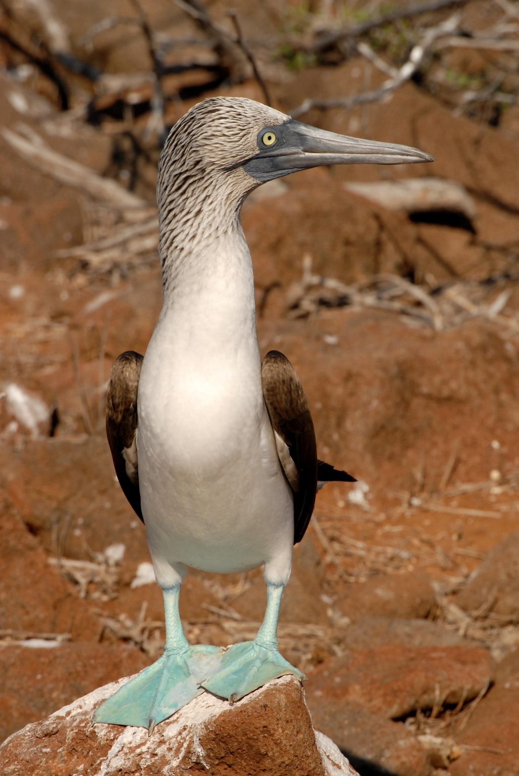 A blue-footed booby stands on a rocky surface in the Galapagos Islands. With its distinctive bright blue feet, white body, and a head adorned with light brown and gray feathers, it gazes to the side with its long beak and round eyes against the brownish rocks of San Cristobal.