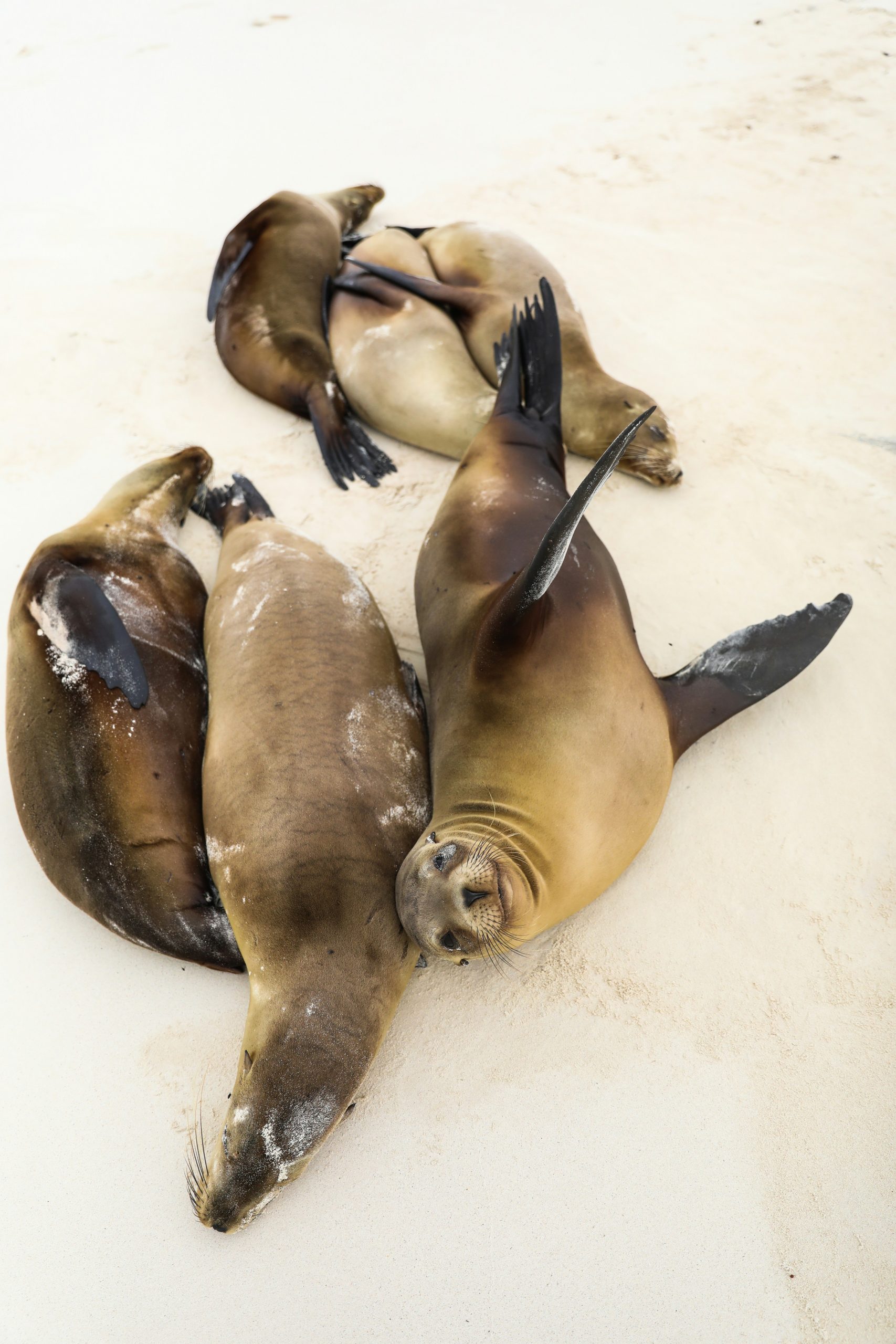 Four sea lions rest closely together on a sandy beach, evoking the serenity of an era In the Steps of Pirates and Darwin. Their bodies overlap with smooth, sand-covered fur and flippers visible against the light-colored sand, creating a tranquil scene reminiscent of timeless exploration.