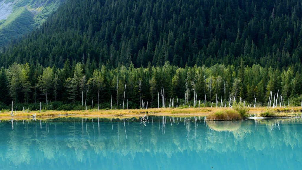 A tranquil turquoise lake reflects a dense forest of tall evergreen trees under a clear sky, reminiscent of vistas seen on unforgettable Alaska cruise deals. The mountains in the background are covered with lush greenery, adding depth to this serene natural landscape.
