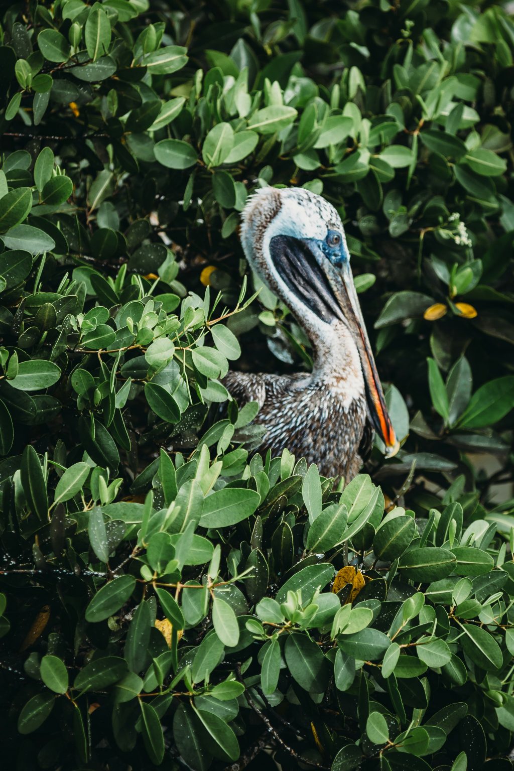 A pelican sporting a vivid blue patch near its eye is partially hidden among lush green leaves. Its long beak and feathers blend seamlessly with the foliage, crafting a natural camouflage perfect for a Galápagos escape.