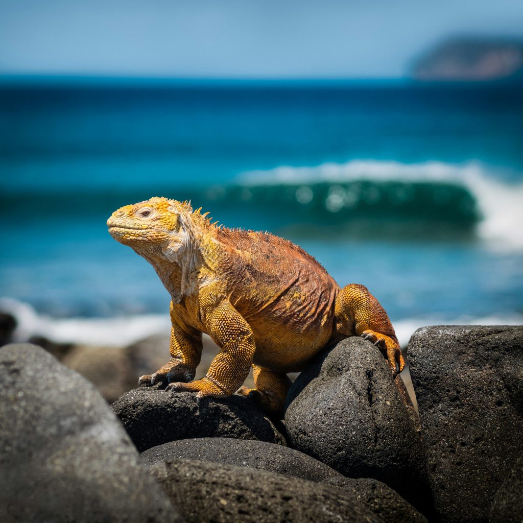 Galapagos Islands to San Cristobal