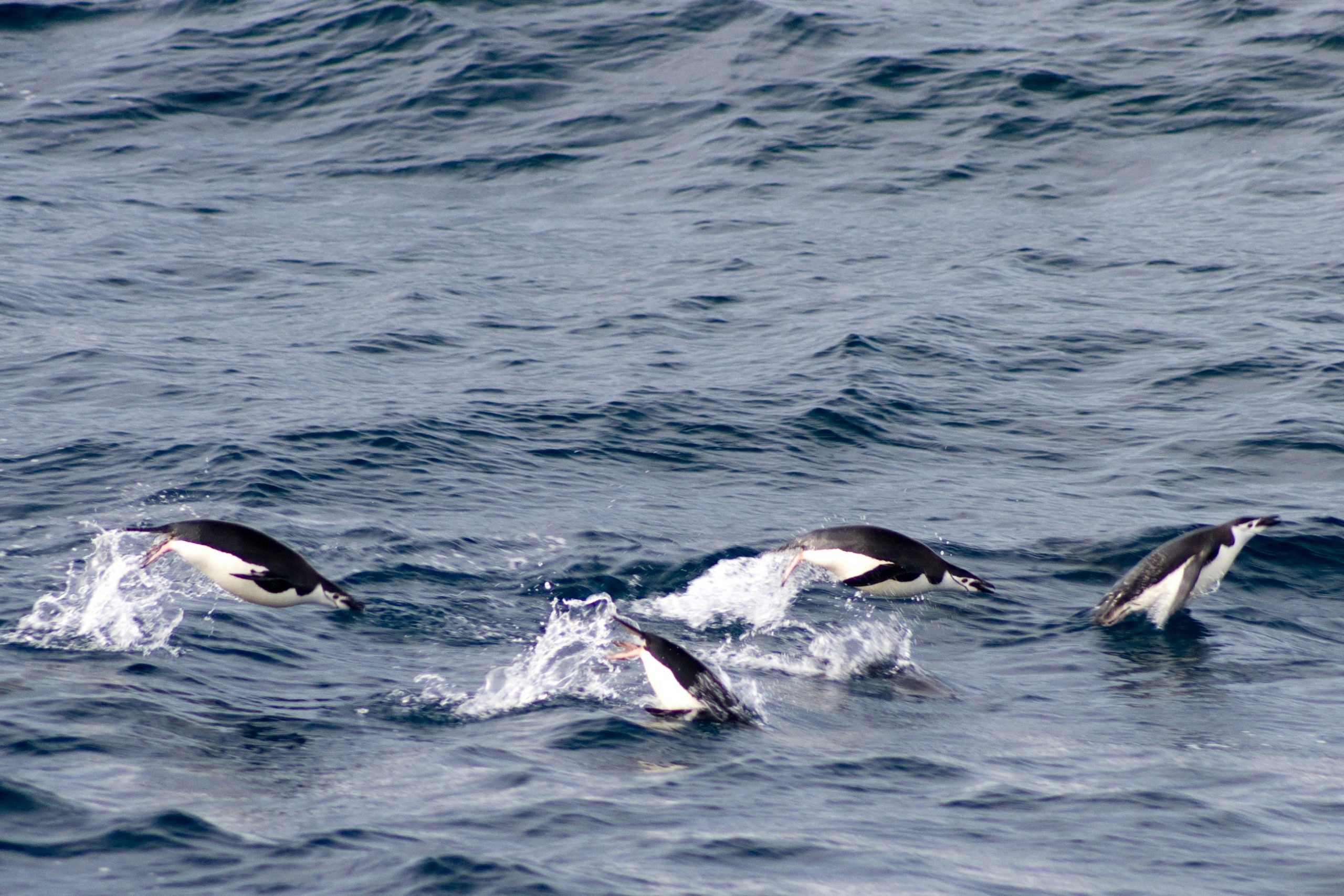 Four penguins are leaping through the ocean waves in unison. The water, reminiscent of the dark blue seas near Svalbard, ripples gently, creating a dynamic scene. The penguins are partially submerged, showcasing their agility and playful movement in the Arctic sea.