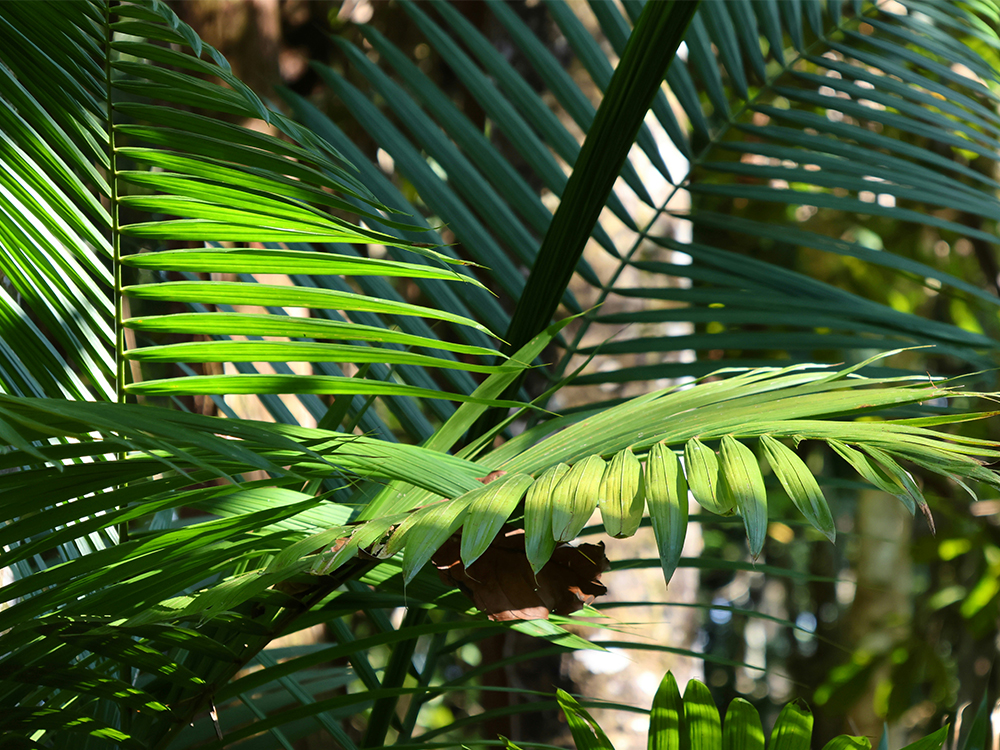 Close-up of vibrant green palm leaves overlapping in the sunlight, casting intricate shadows and evoking the lush, tropical atmosphere found on unforgettable trips to the Amazon.