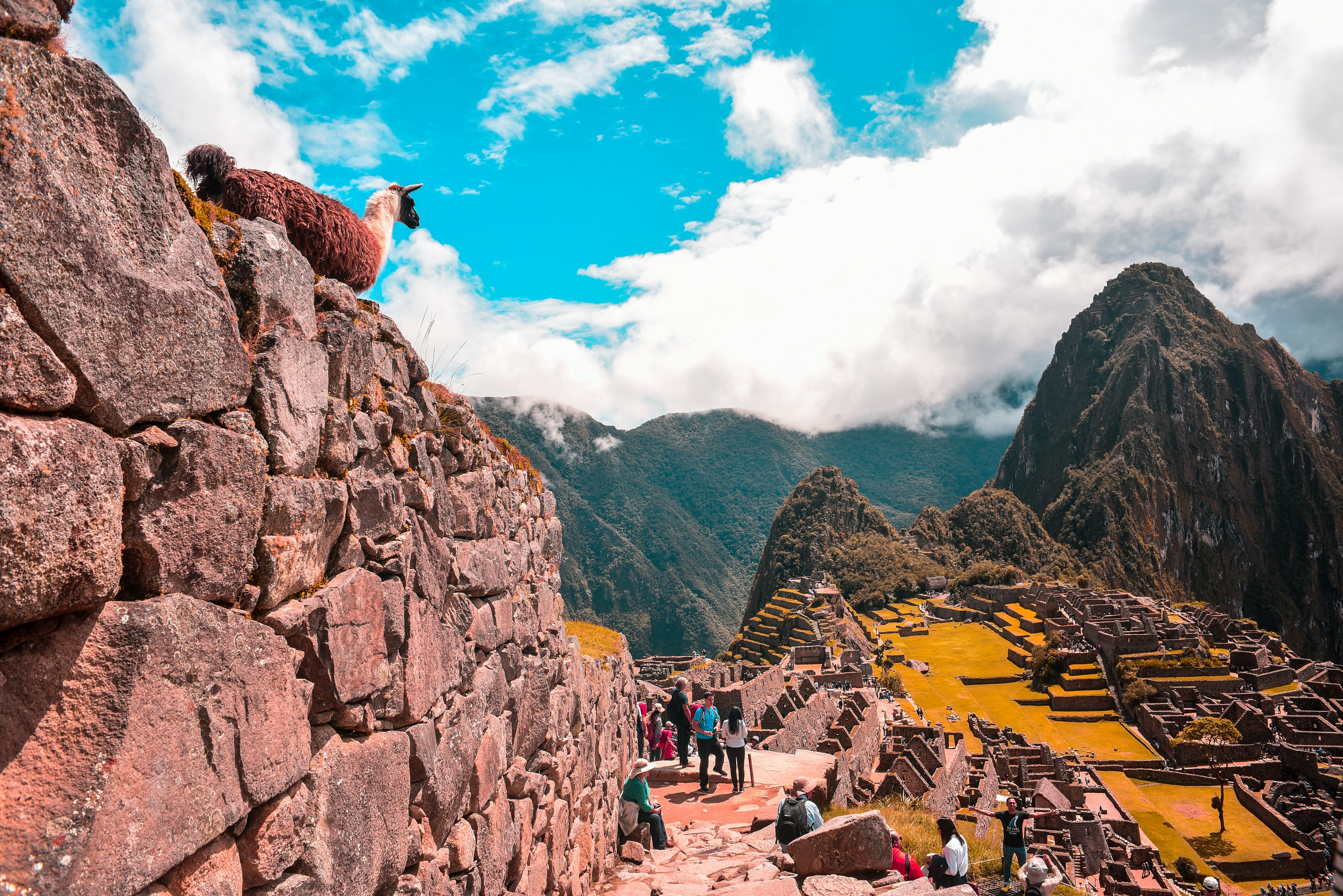 A llama stands on stone ruins overlooking Machu Picchu with tourists below, capturing the spirit of a Machu Picchu Hike Tour. Lush green mountains and a cloudy blue sky frame this breathtaking scene.