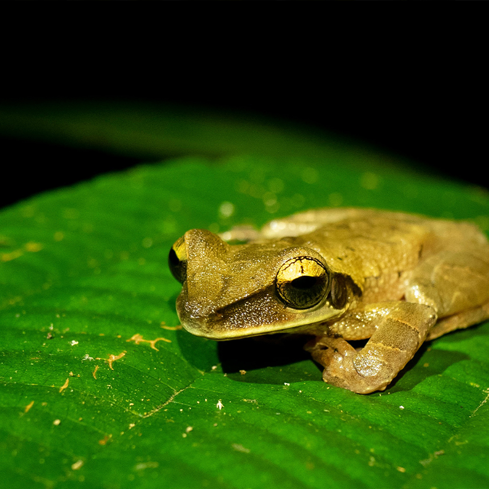 Amazon River Odyssey