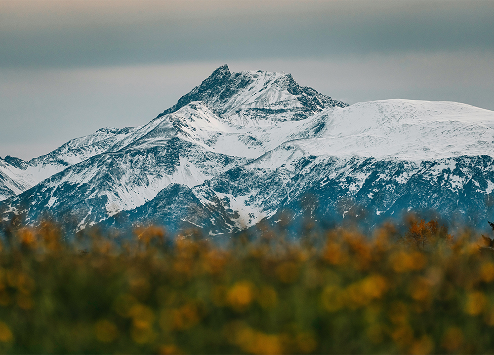 Snow-covered mountains rise majestically under a cloudy sky, resembling the awe-inspiring landscapes of Antarctica, with a field of blurred yellow flowers in the foreground creating a striking contrast between the vibrant foreground and the serene, icy peaks.