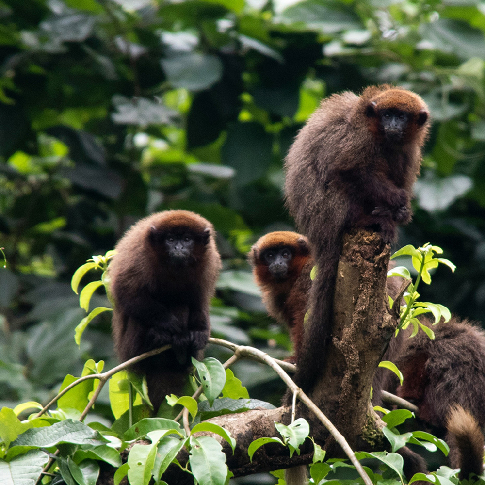 Upper Amazon Expedition