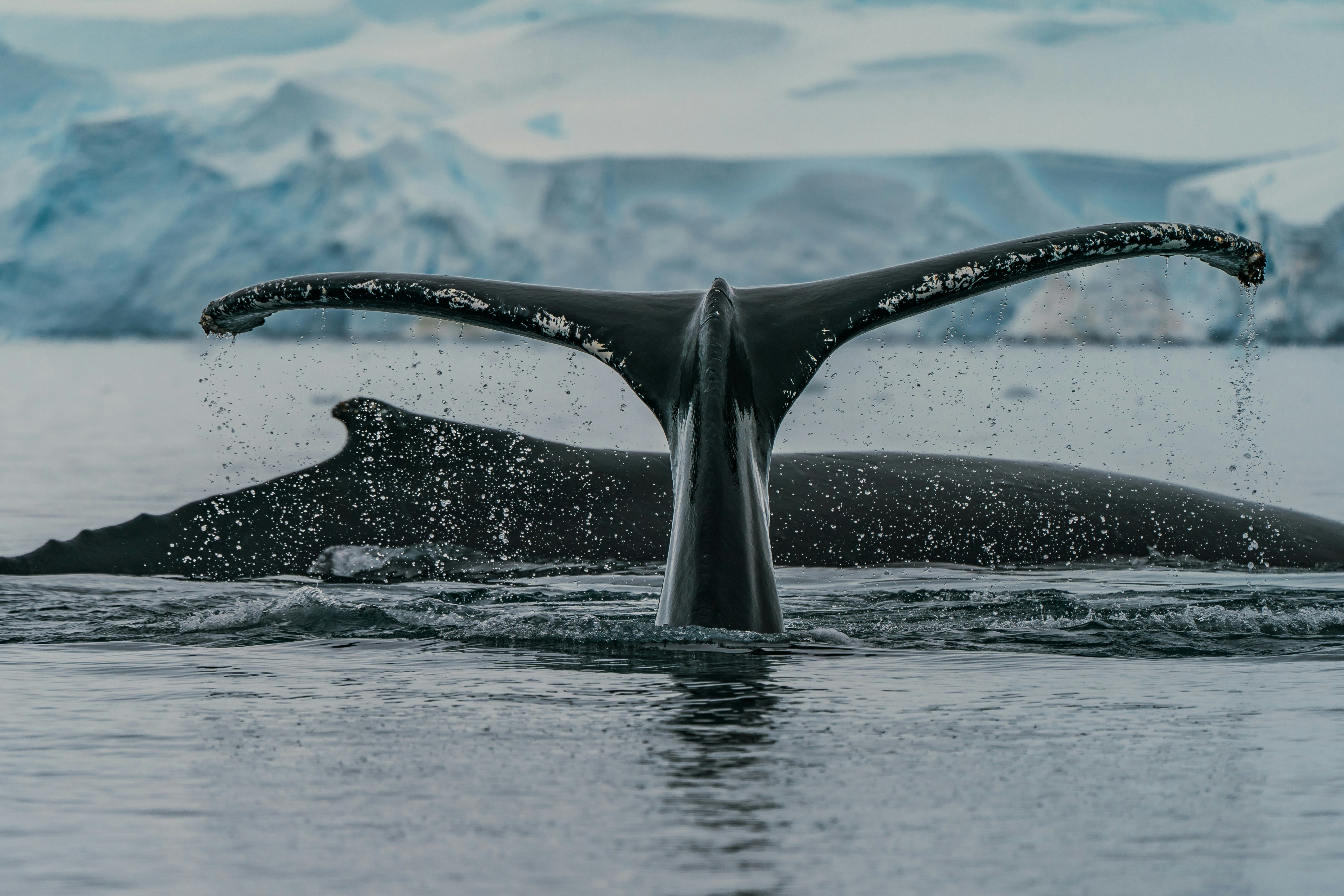 A whale's tail fin emerges from the ocean, droplets of water cascading off it. In the background, another part of the whale's body is visible under the water. Snowy mountains and a cloudy sky create a serene backdrop.