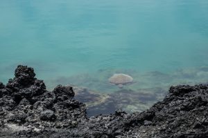 A sea turtle, a rare sight among Antarctica wildlife, swims in clear turquoise water near a rocky shoreline. Partially submerged, it reveals its shell and flippers. Dark, jagged rocks frame the image's bottom and left side, contrasting with the serene water.