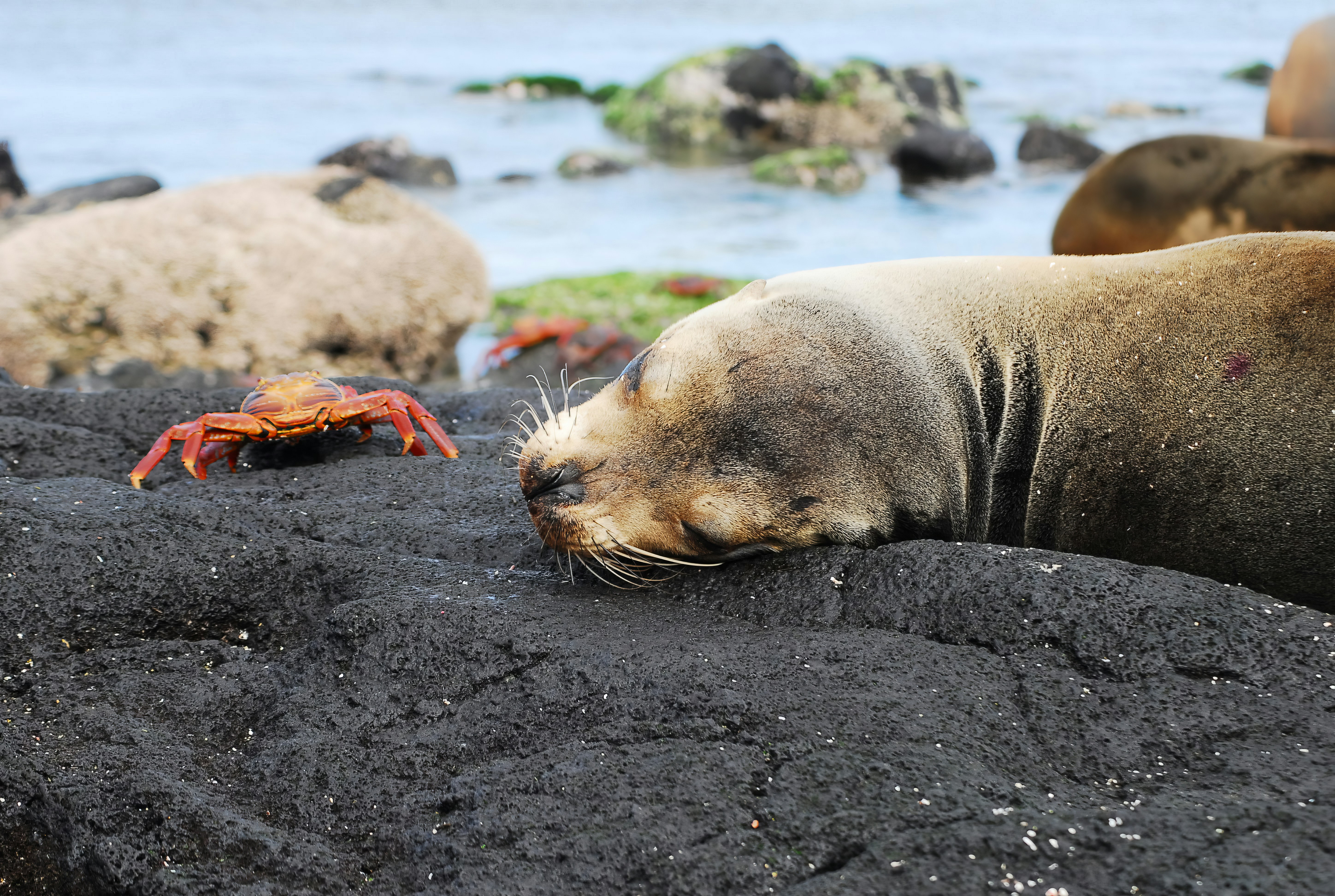 A sea lion sleeps on a black volcanic rock beside a vibrant red crab. The ocean and more rocks are visible in the background.