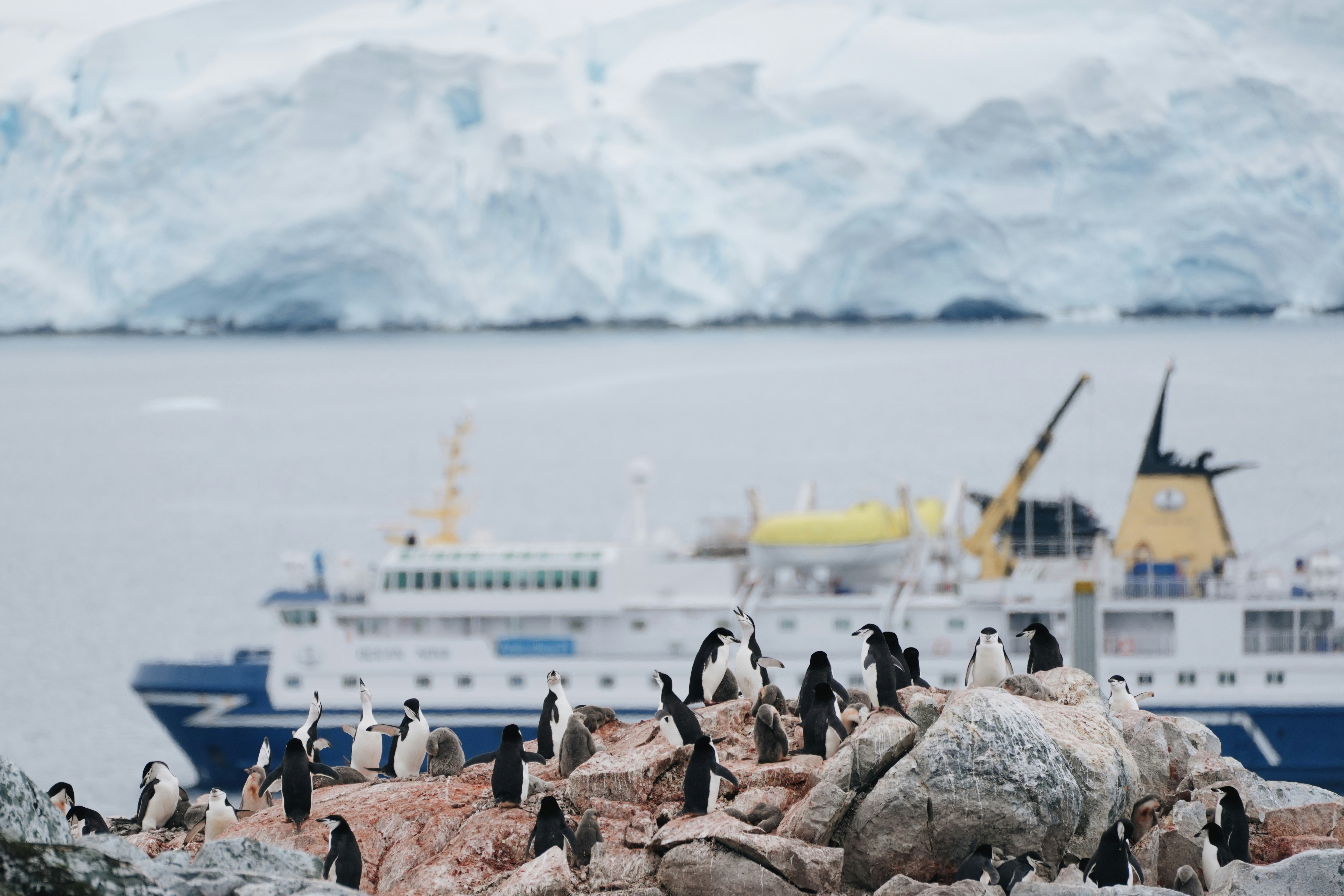 A group of penguins stands on rocky terrain in the foreground. Behind them, an expedition cruise ship sails through icy waters. Just like a Machu Picchu hike tour unveils wonders, these snow-covered cliffs rise majestically in the background beneath a cloudy sky.