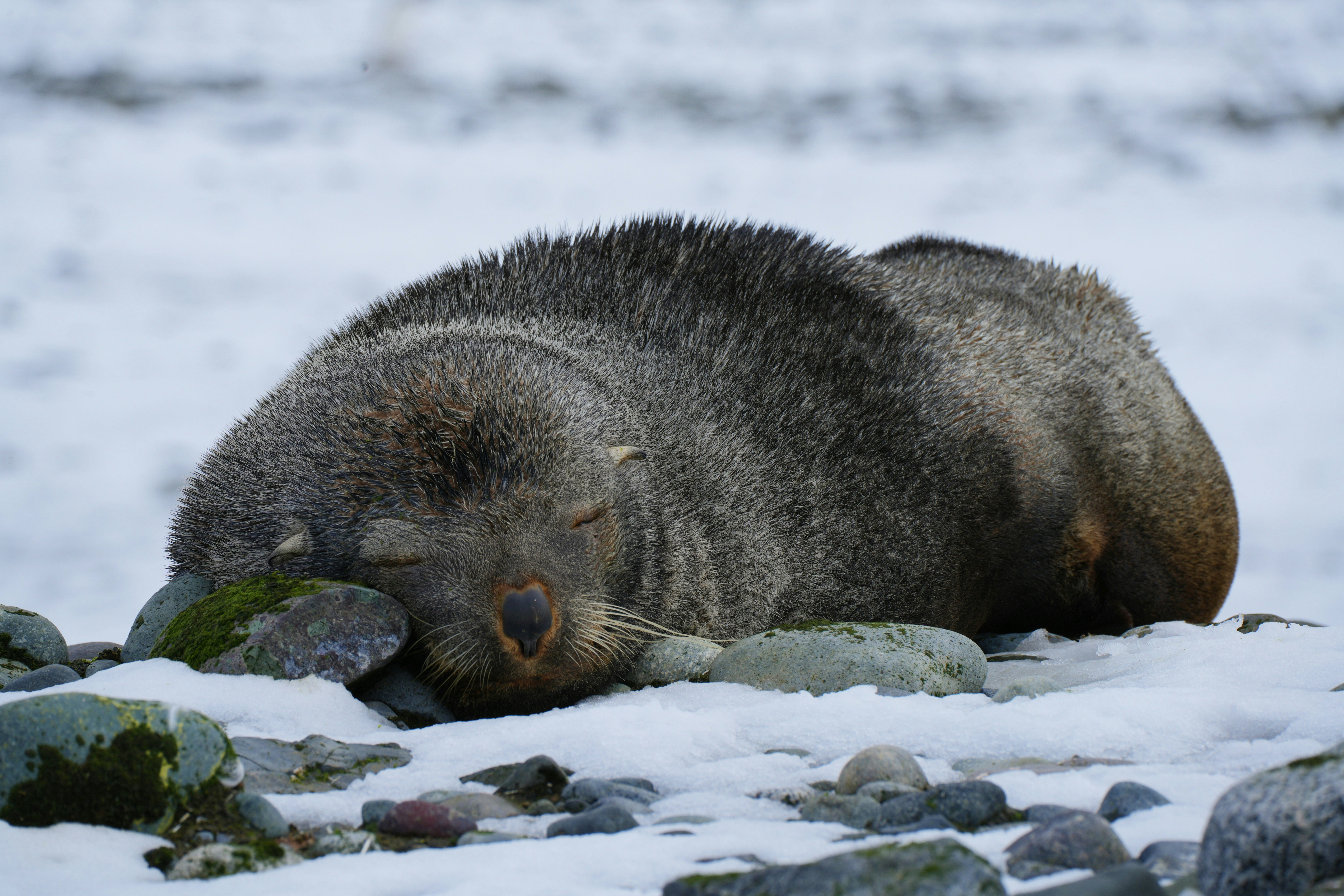 A fur seal rests in the snowy expanse of the Svalbard archipelago. Curled up on a rocky surface, its head gently nestled on a stone, with eyes peacefully shut. The thick, dark fur contrasts against the blurred white canvas of snow-covered ground.