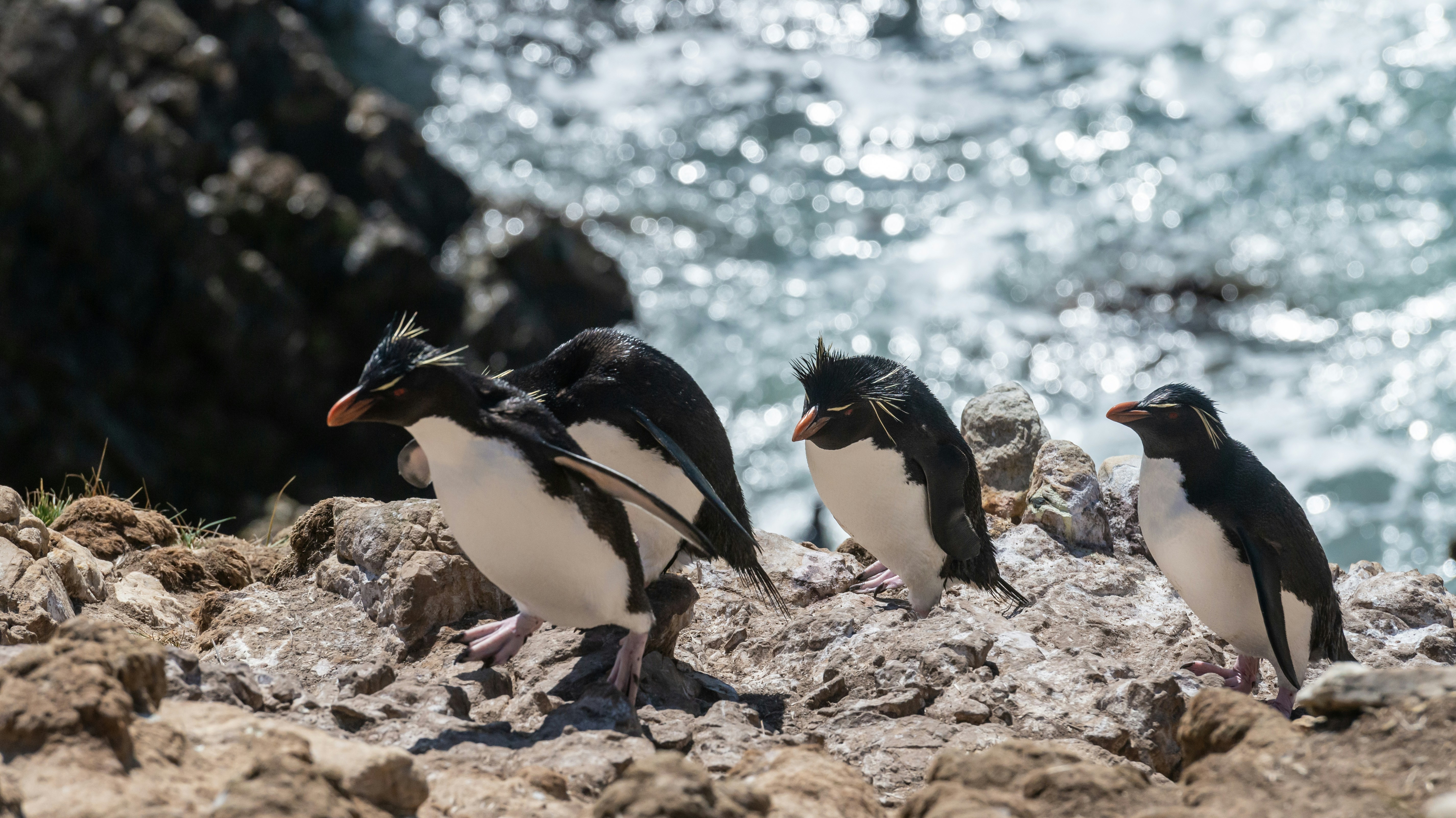 Four rockhopper penguins with spiky yellow crests stand and walk on rocky terrain by the ocean, highlighting the Antarctic habitat in the Arctic vs Antarctic debate, with blurred water and rocks in the background.