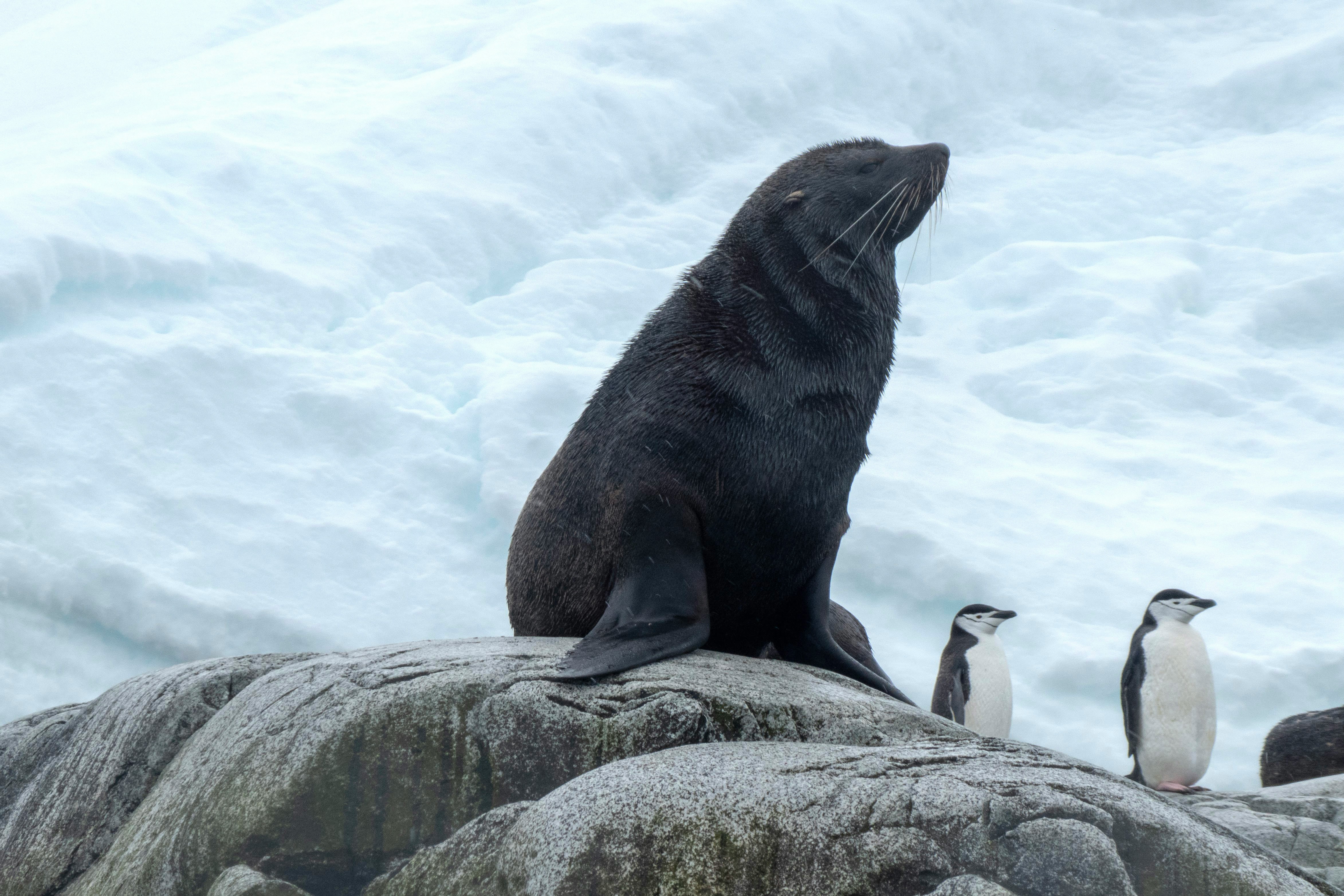 A dark brown seal sits upright on a rocky surface near two penguins, with snow and ice in the background—a breathtaking scene that’s sure to inspire your What to Pack Alaska Cruise checklist.