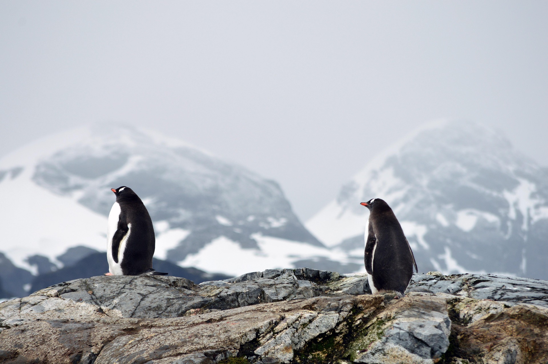 Two penguins stand on rocky terrain with snow-covered mountains in the background under a gray, overcast sky, illustrating the stark contrast between Arctic vs Antarctic landscapes.
