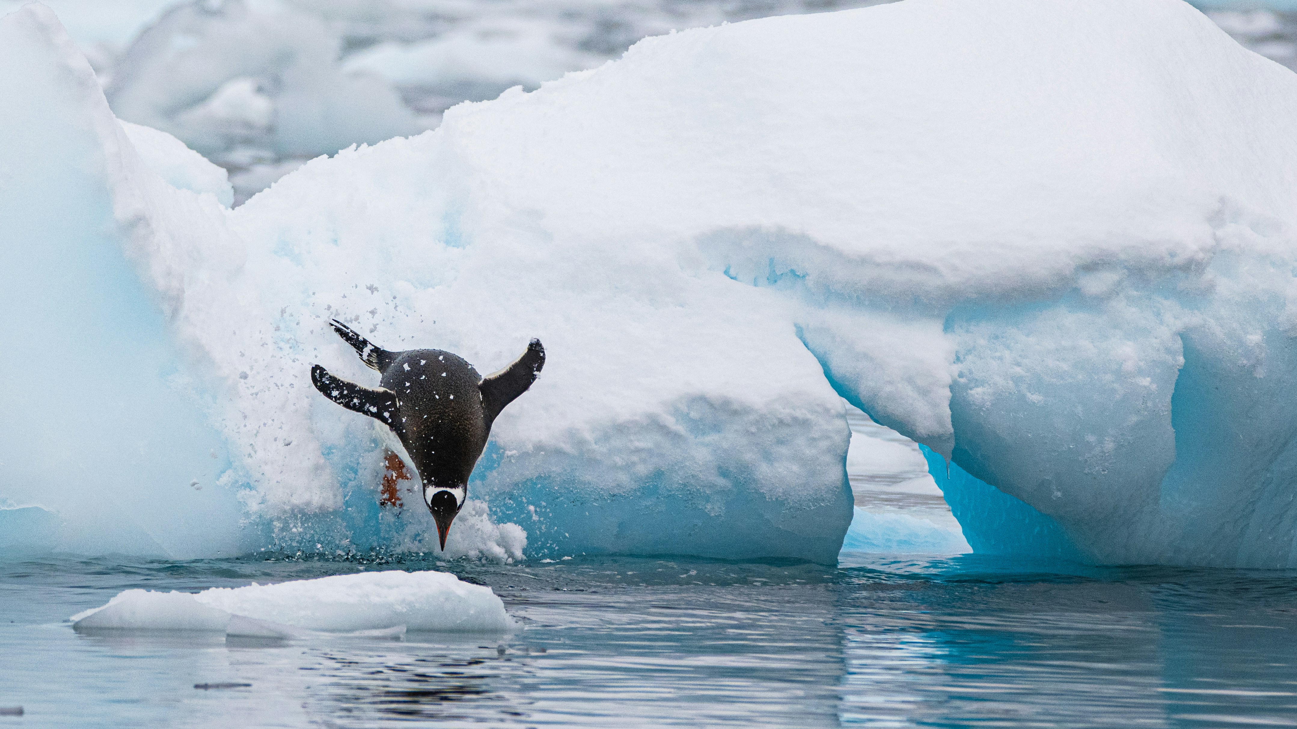 A penguin dives headfirst off a snow-covered iceberg into cold blue water, surrounded by snowy ice formations and the distant presence of various types of seals in Antarctica.