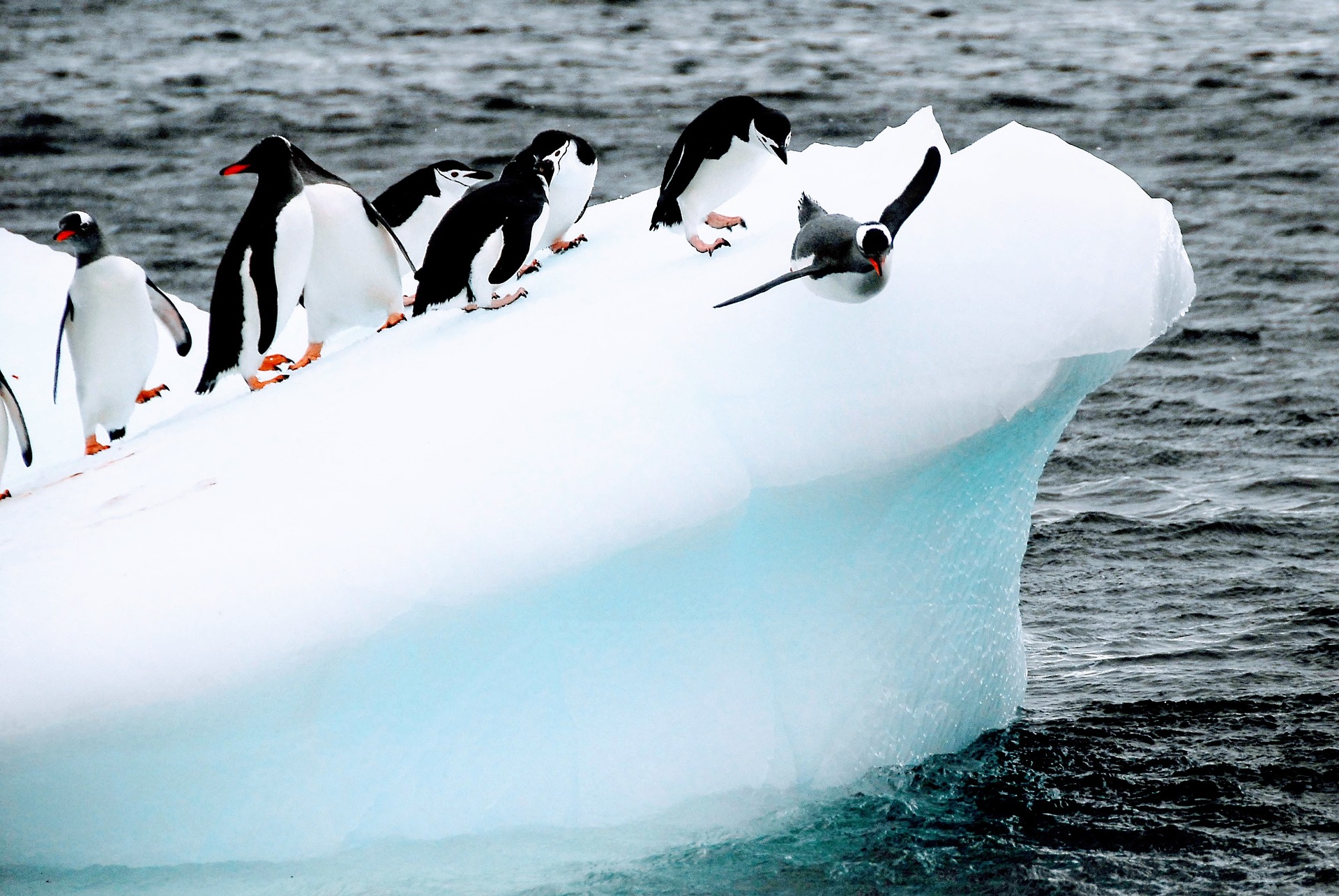 penguins 5556289 1920
