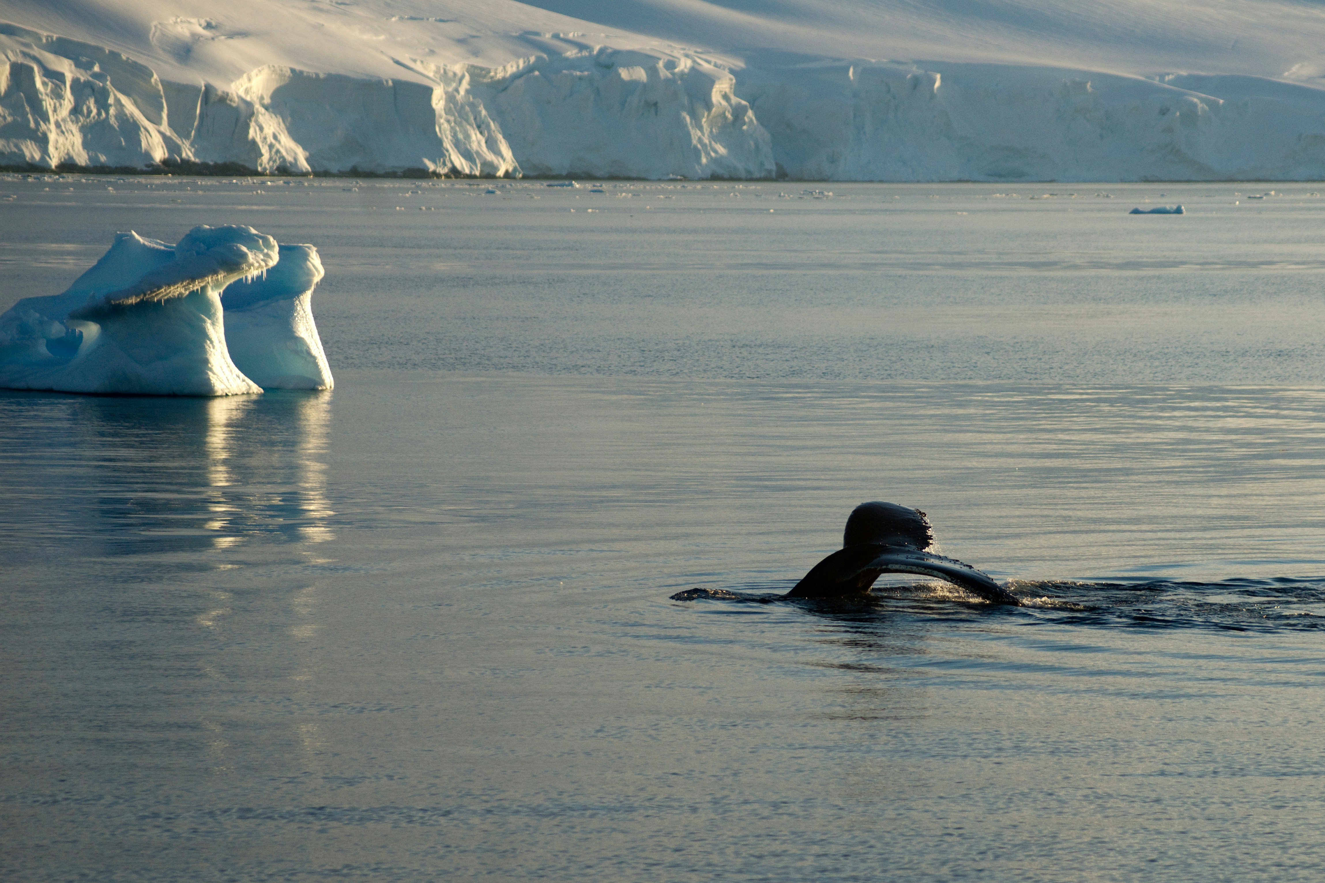 A whale's tail rises above calm Arctic waters near an iceberg, with snow-covered cliffs in the background—capturing the serene beauty found in Svalbard vs. Greenland vs. Canadian Arctic regions under soft lighting.