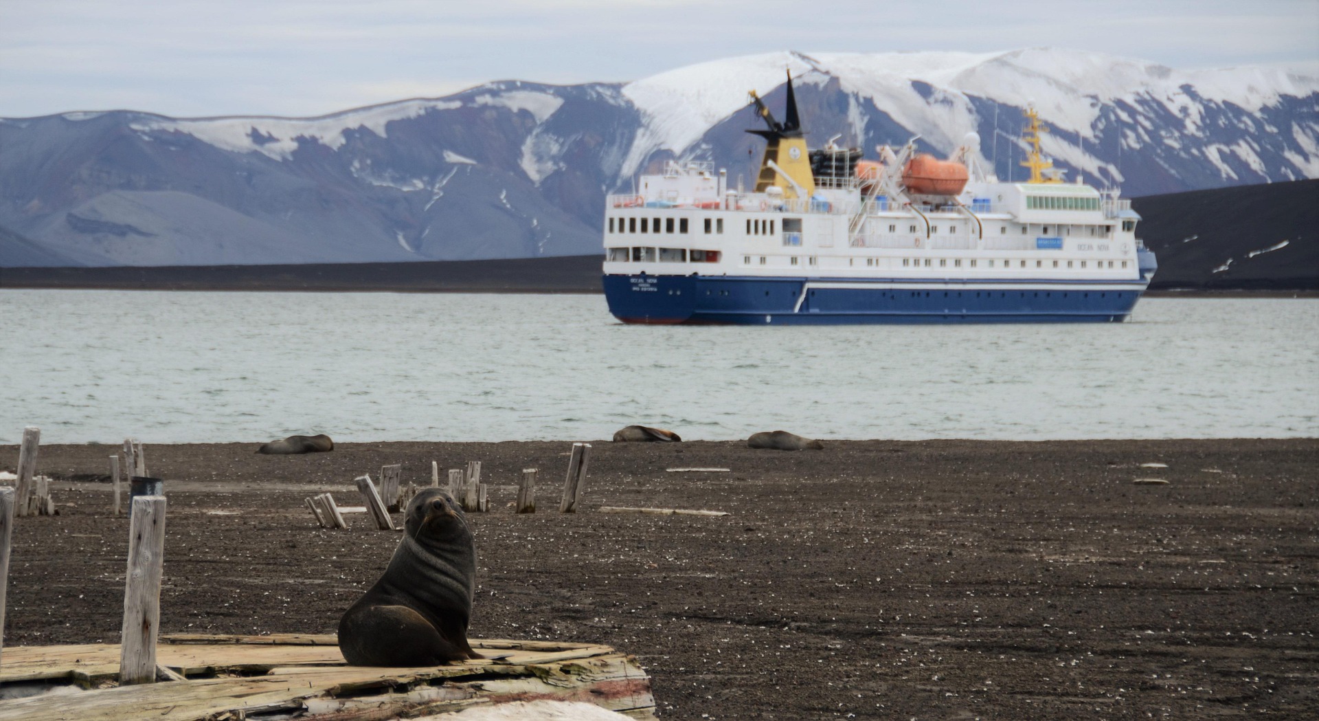 A seal sits on a rocky shore in the foreground, with several more seals nearby. In the background, a large blue and white Svalbard Cruises 2026 ship is anchored, framed by snowy mountains rising beyond the water.