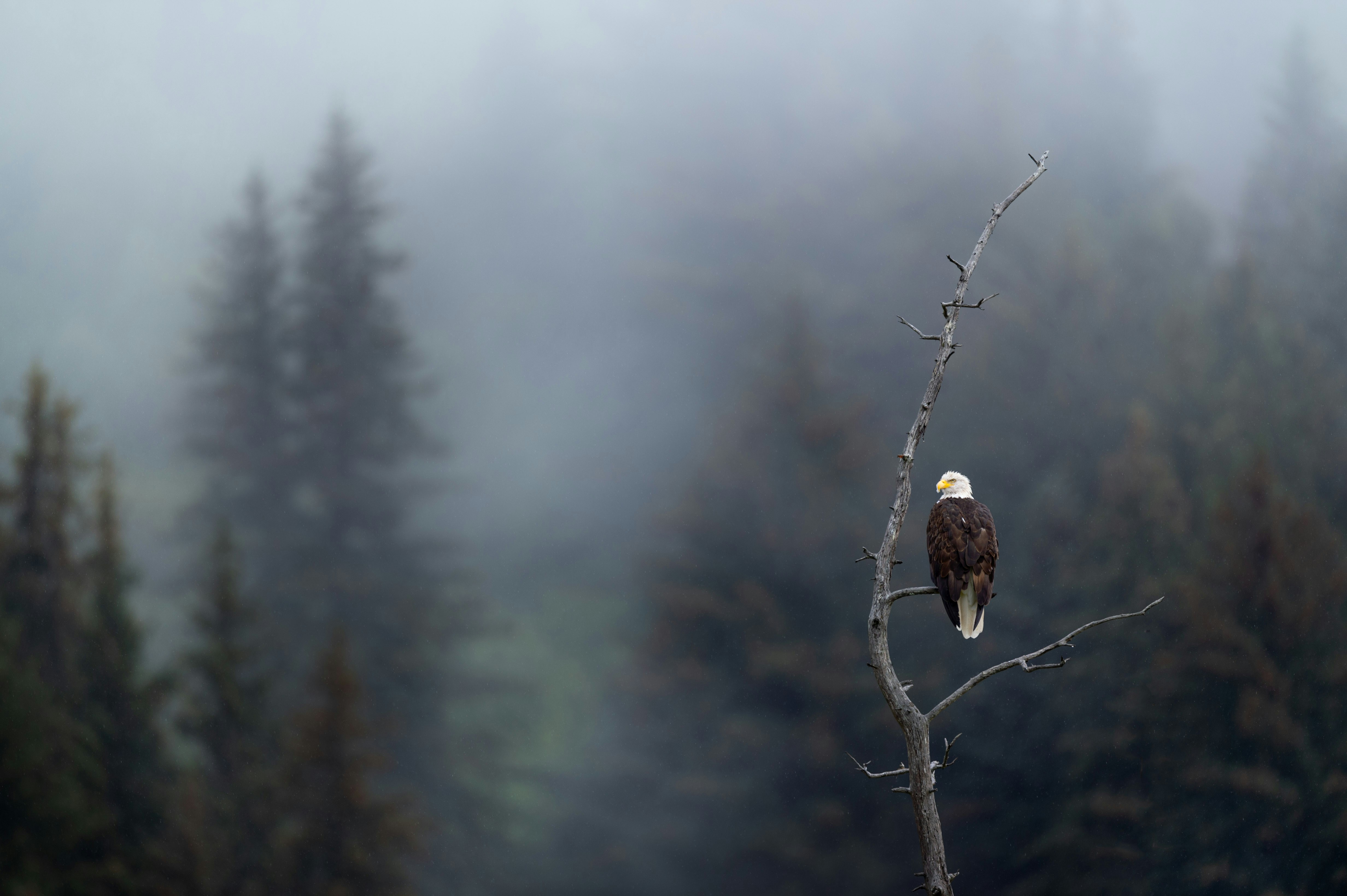 A bald eagle perches on a bare tree branch, surrounded by a misty forest with tall evergreen trees fading into the foggy background.