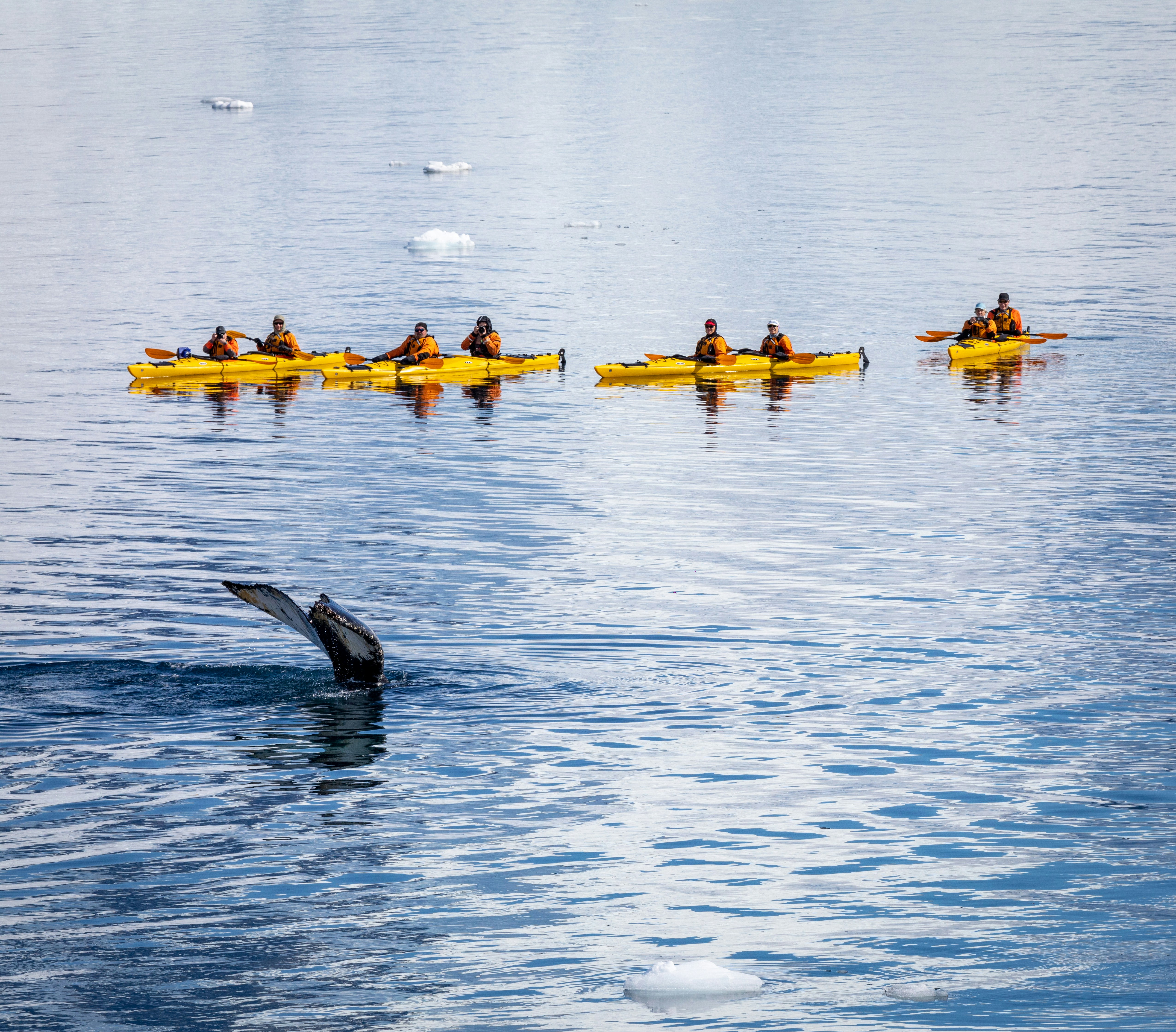 Six people in three yellow kayaks admire a whale’s tail rising from the calm, icy blue water—one of many unforgettable sights on Top Luxury Antarctica Cruises for 2026, with small ice floes dotting the pristine surface in the background.