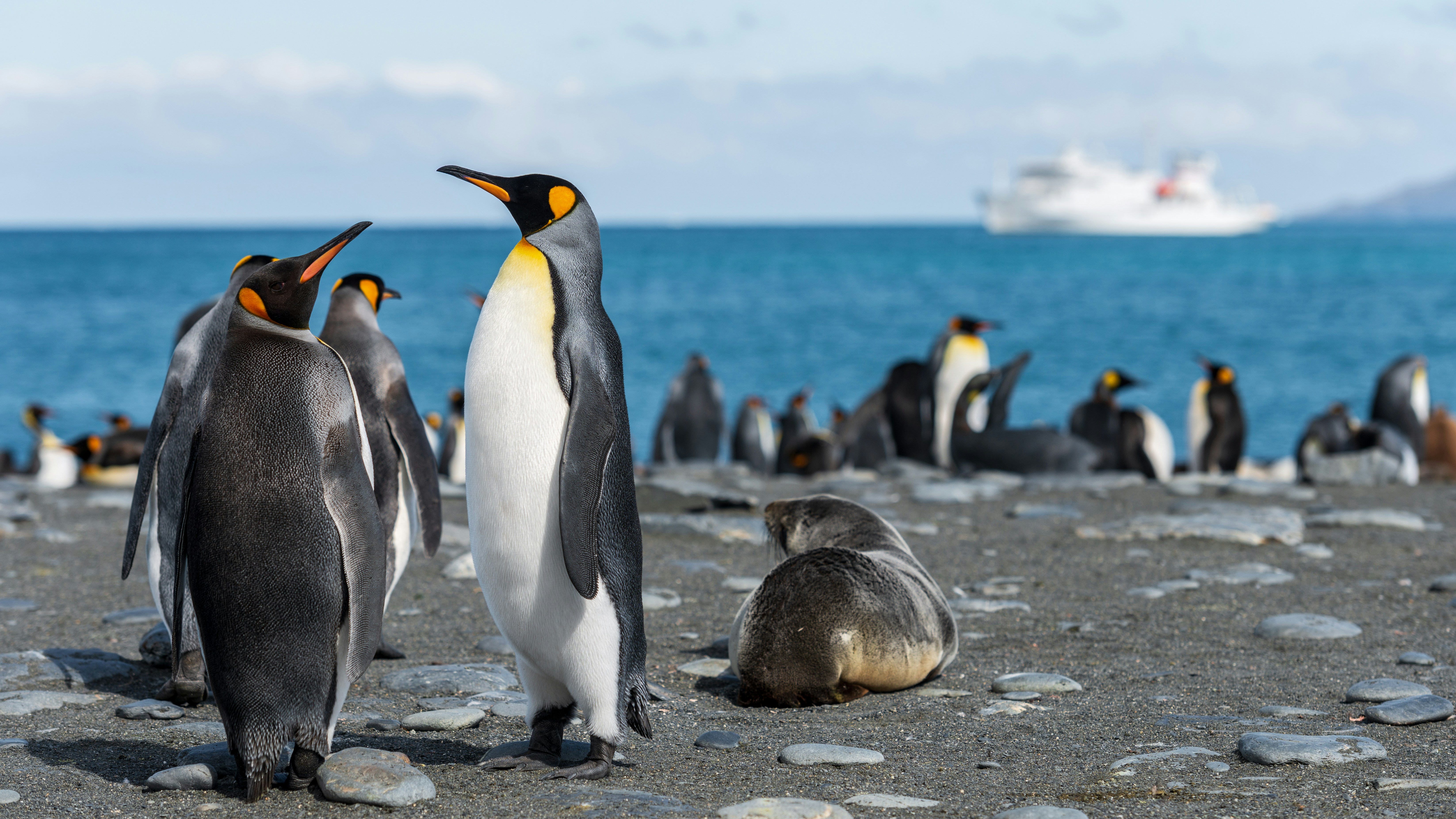 A group of king penguins stands on a rocky beach near the ocean, with some penguins in the background and a seal—possibly one of the types of seals in Alaska—resting on the ground. A white ship is visible on the water in the distance.