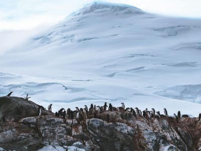 Penguins lined up on a cliff in Antarctica